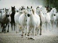 /album/les-chevaux/chevaux-1181242530-t-1-jpg/